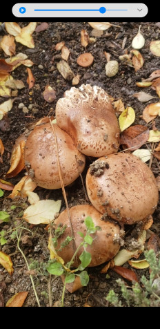 Гриб из Los Angeles