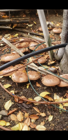 Гриб из Los Angeles