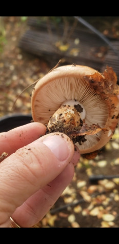 Гриб из Los Angeles