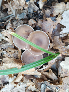 Гриб из Самара