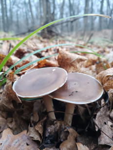 Гриб из Самара