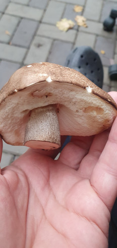 Гриб из Ростов-на-Дону