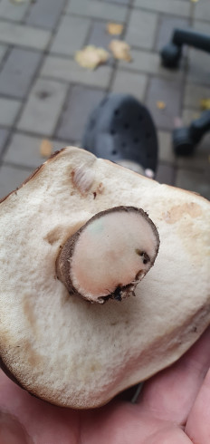 Гриб из Ростов-на-Дону