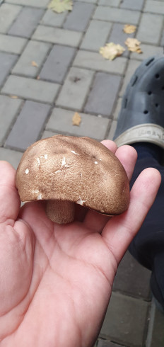 Гриб из Ростов-на-Дону