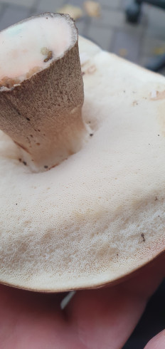 Гриб из Ростов-на-Дону