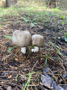 Гриб из Москва