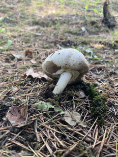 Гриб из Москва