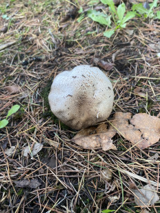 Гриб из Москва