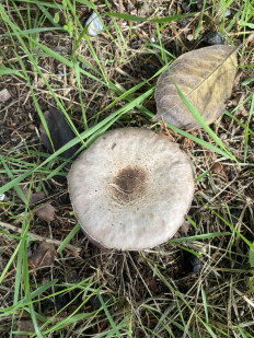 Гриб из Москва