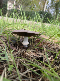 Гриб из Москва