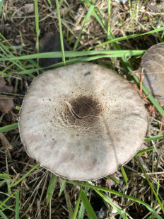 Гриб из Москва