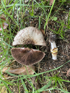 Гриб из Москва