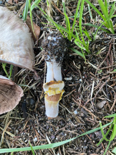 Гриб из Москва