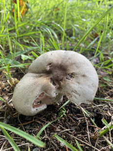 Гриб из Москва