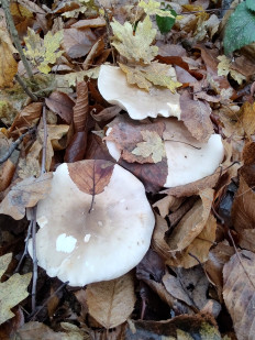 Говорушка дымчатая (Рядовка дымчатая)