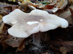 Говорушка дымчатая (Рядовка дымчатая)