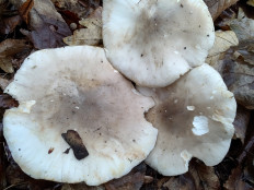 Говорушка дымчатая (Рядовка дымчатая)