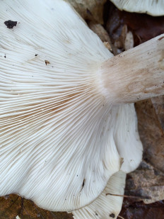 Говорушка дымчатая (Рядовка дымчатая)