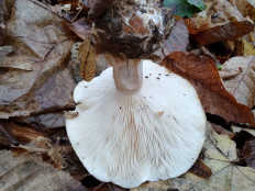 Говорушка дымчатая (Рядовка дымчатая)