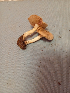 Гриб из Станица Раздорская Ростовской области