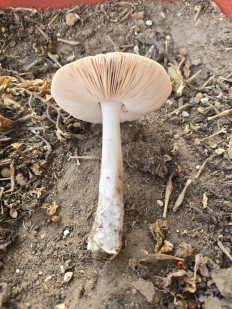 Гриб из Крымск