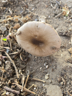 Гриб из Крымск