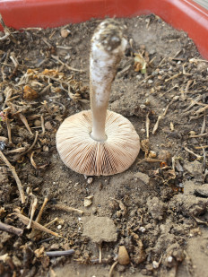 Гриб из Крымск