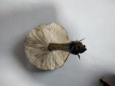 Гриб из с.Кевсала