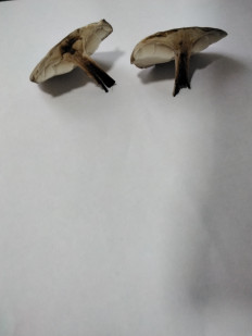 Гриб из с.Кевсала