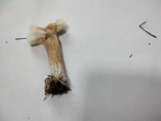 Гриб из с.Кевсала