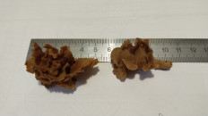 Гриб из Полоцк