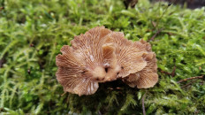 Гриб из Полоцк