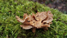 Гриб из Полоцк