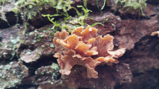 Гриб из Полоцк