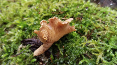 Гриб из Полоцк