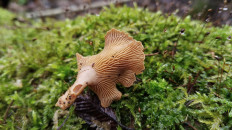 Гриб из Полоцк