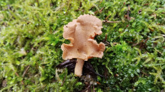 Гриб из Полоцк