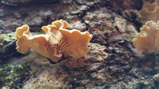 Гриб из Полоцк