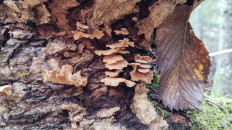 Гриб из Полоцк