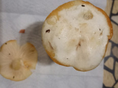 Гриб из Железноводск