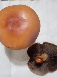 Гриб из Железноводск