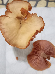 Гриб из Железноводск