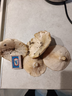 Гриб из Харцызск