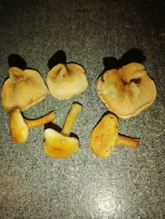 Гриб из Воронеж