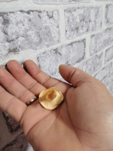 Гриб из Воронеж