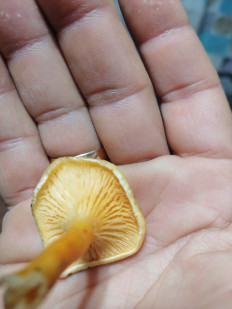 Гриб из Воронеж