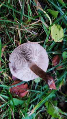 Гриб из Дубна