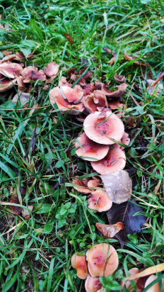 Гриб из Дубна