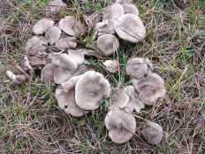 Гриб из Москва