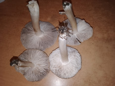 Гриб из Москва